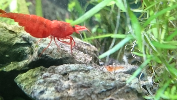 Petit deviendra grand...