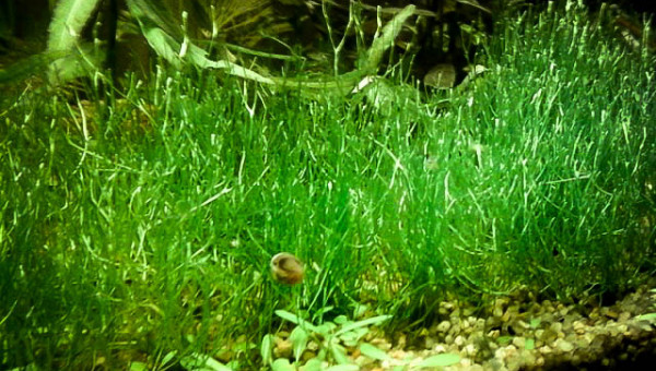 du Riccia Fluitans en pelouse