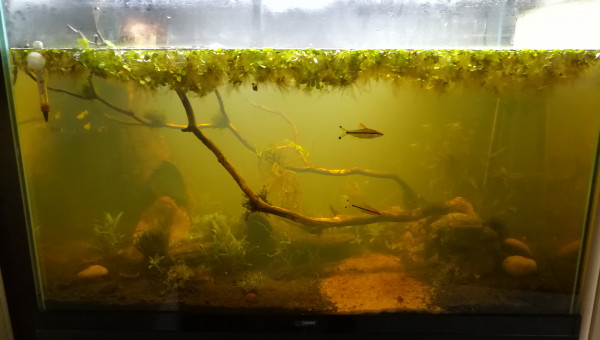 Aquarium naturel planté 20191201