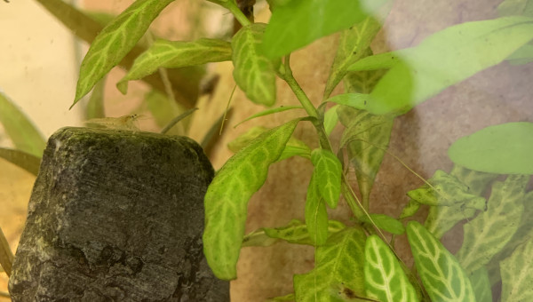 Petites juvéniles qui grandissent vite !