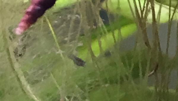 Observation des premières juvéniles blue velvet