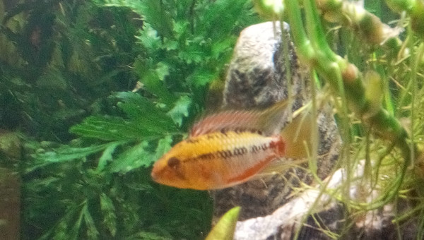 Mâle Apistogramma Hongsloi