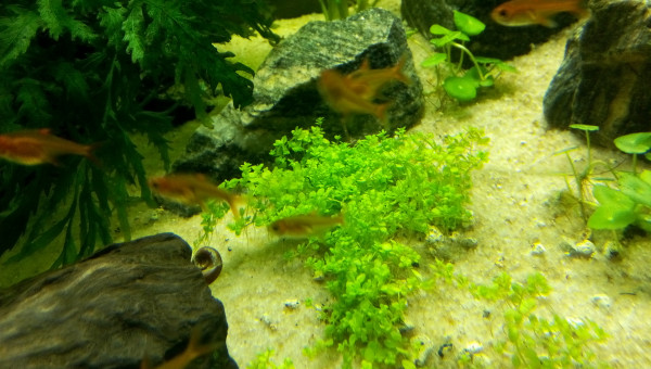 Hemianthus Callitrichoides Cuba