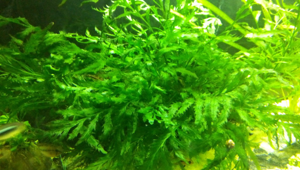 Bolbitis Heudelottii