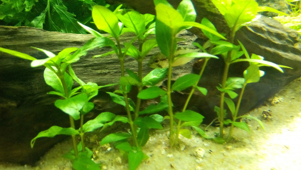 Femelle Apistogramma Hongsloi en mode camouflage