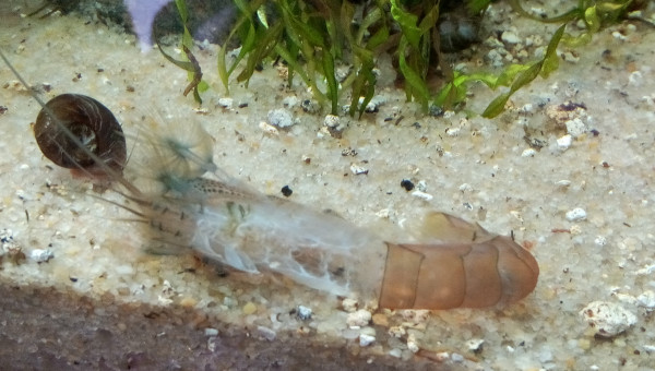 Mue d'Atya Gabonensis