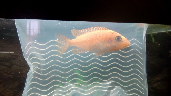 Aulonocara Red Dragon (mâle ?)