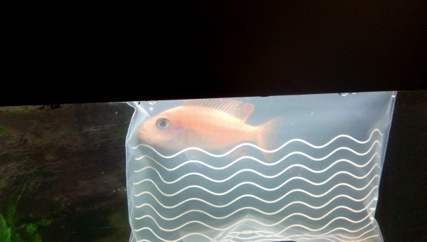 Aulonocara Red Dragon Femelle