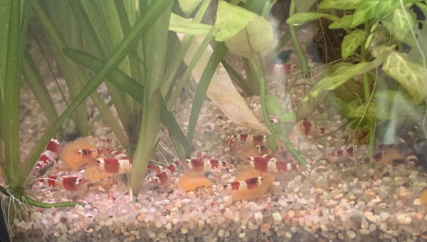 Repas à la carotte !