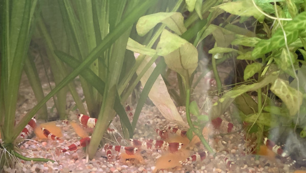 Repas à la carotte !