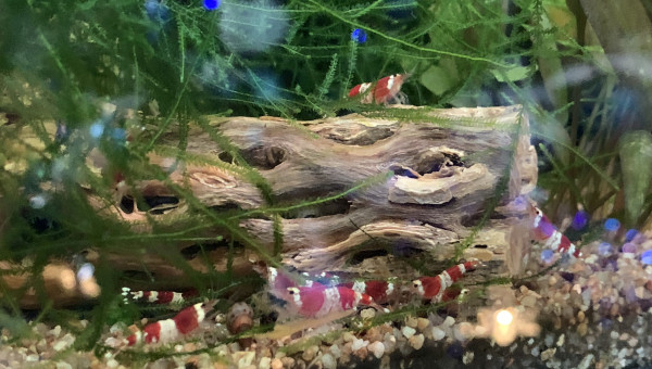 Repas à la carotte !