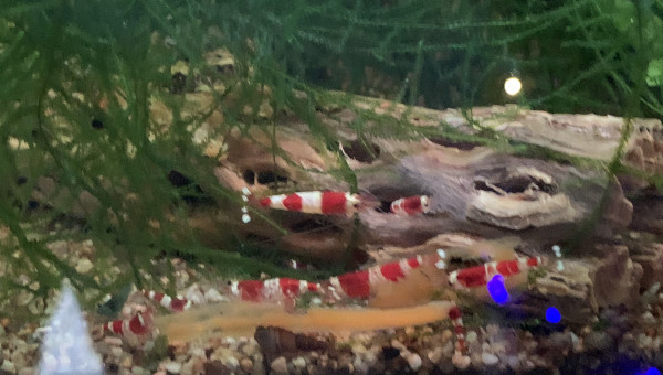 Repas à la carotte !