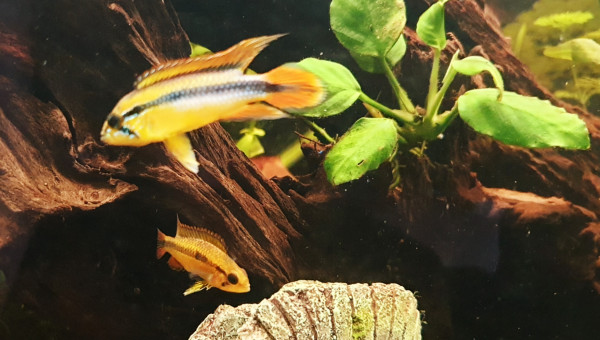 M et Mme Apistogramma agassizii