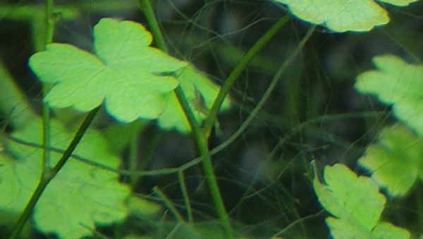 Premières petites red cherry dans le bac à crevettes !!