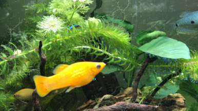 Clémentine nouvelle femelle molly