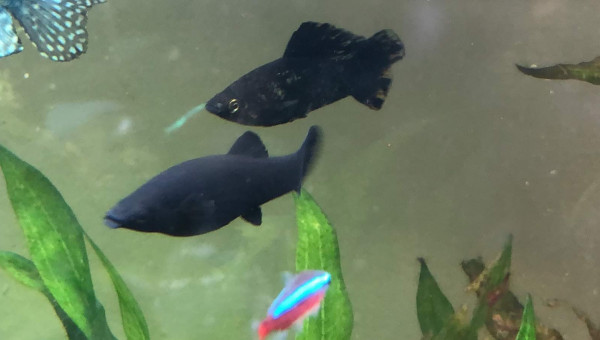 Les parents des  12 bébés  mollies