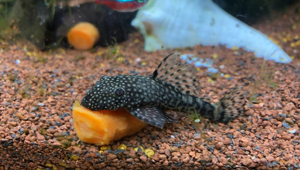 Alice la mère des 8 bébés ancistrus nés en sept 2019