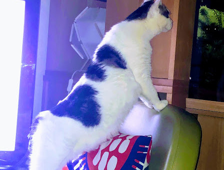 Clara adore ses poissons