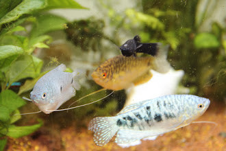 Les mousquetaires Athos, Portos et Aramis