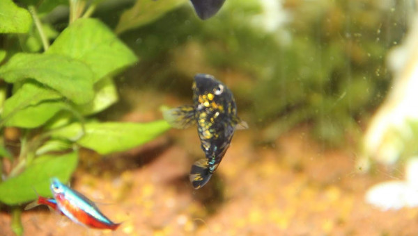 iris le père de mes bébés molly