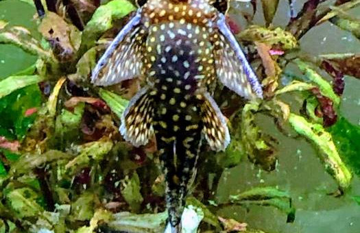 Marius le père des 8 bébés Ancistrus nés en septembre 2019