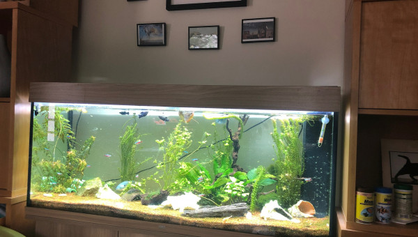 le bac à mes débuts en juin