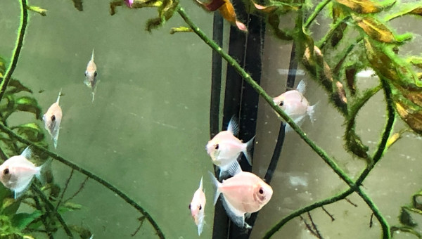 Le clan des veuves gold