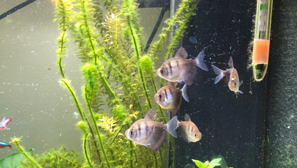 le clan des Veuves noires