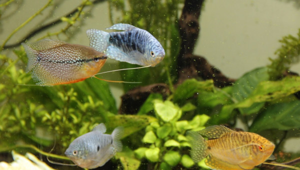 les 4 mousquetaires Dartagnan Athos Portos et Aramis