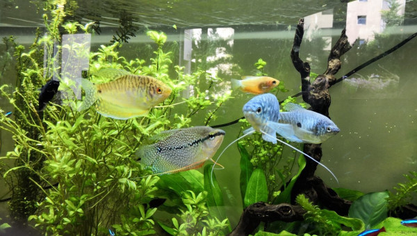 les mousquetaires au complet