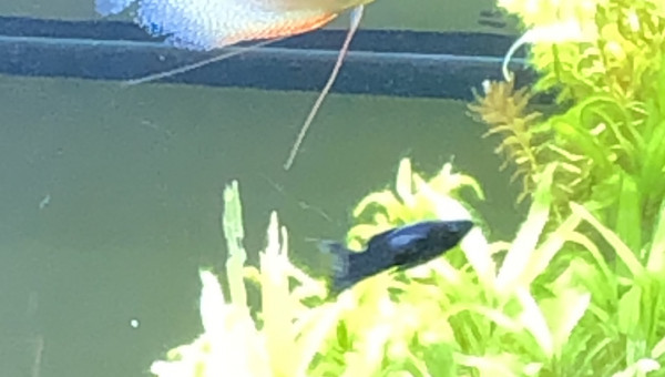 D'artagnan Le boss du Bac