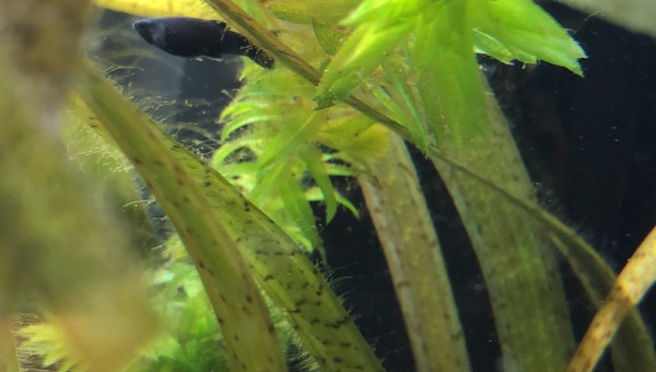 bebes mollies  2 mois et demi