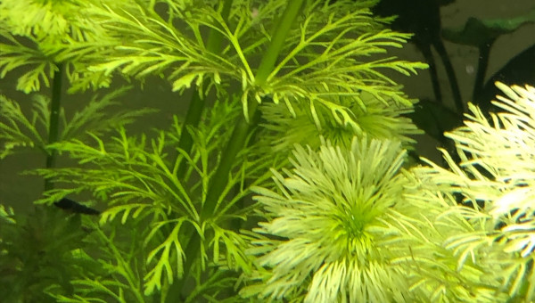 nouvelle plante 15 nov