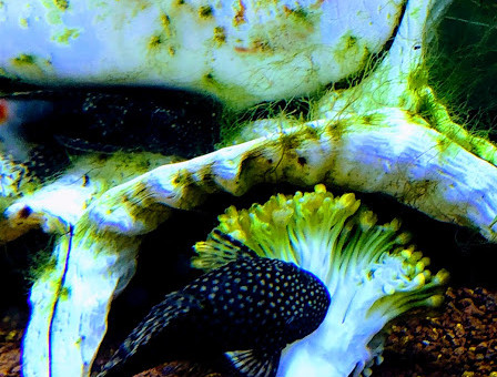 C'est bon les brocolis!