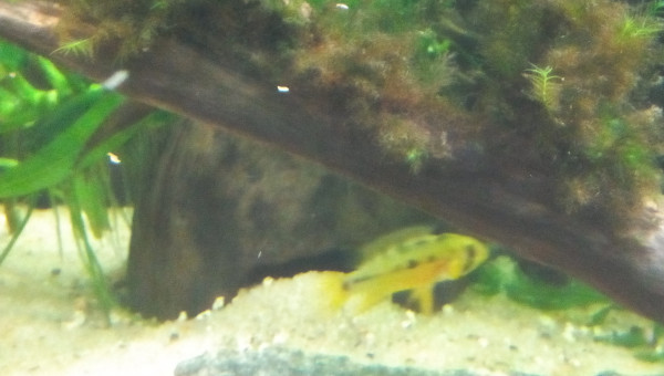 Femelle Hongsloi en robe nuptiale