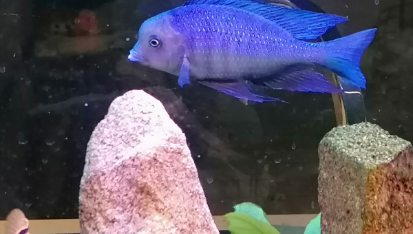 Mâle cyrtocara moori