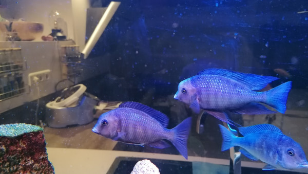 Trio 1/2 cyrtocara moori