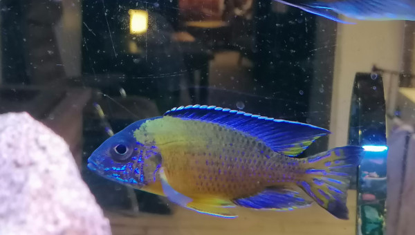 Male aulonocara steveni blue neon