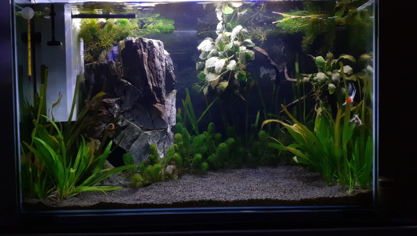 Bac poisson japonais