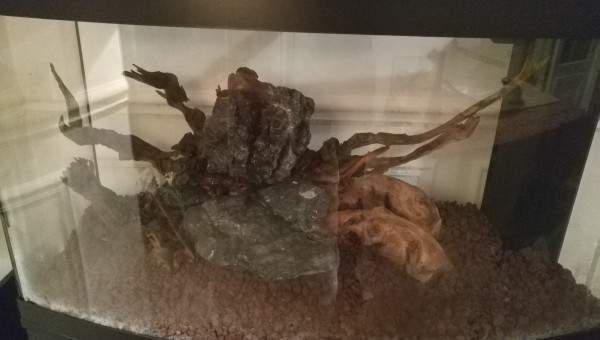 Projet initial avec sol de pouzzo et roches + racines au centre