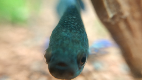 C'est moi que tu regardes?