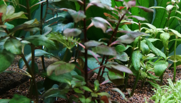 Ludwigia mini super red