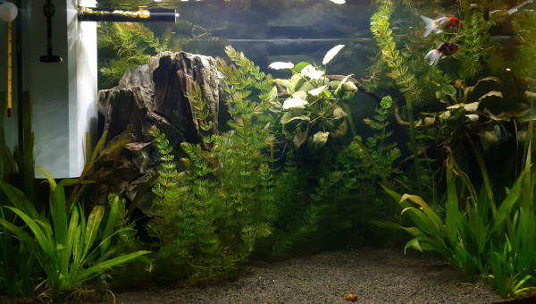 Mes 2 loulous, ça pousse :D