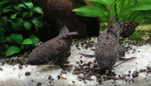 Couple hoplosternum thoracatum