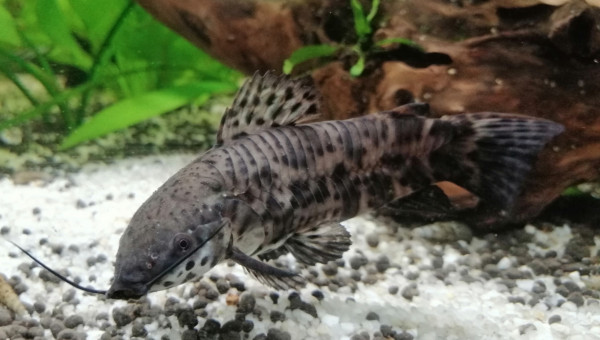 Femelle hoplosternum thoracatum