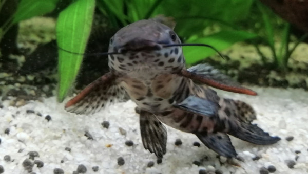 Mâle hoplosternum thoracatum