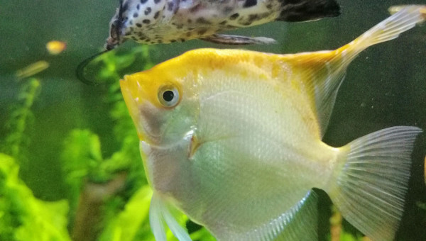 Pterophyllum scalare