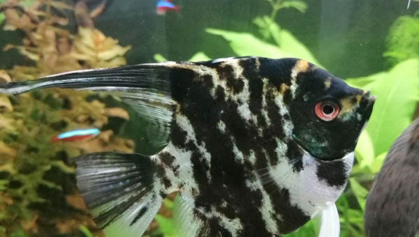 Pterophyllum scalare