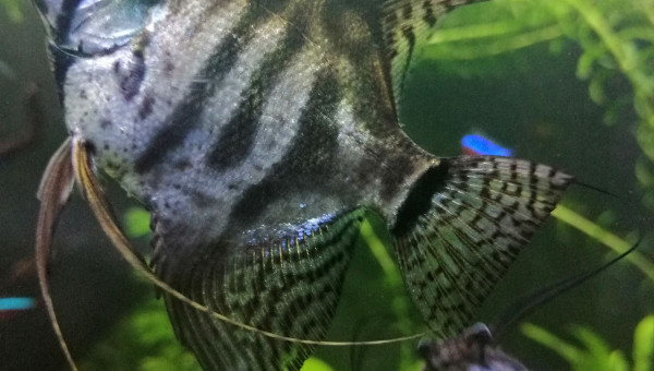 Pterophyllum scalare