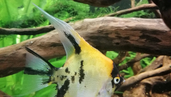 Pterophyllum scalare